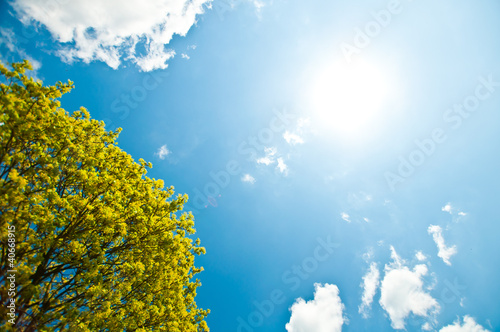 Photo: Green tree and blue sky Green tree and blue sky