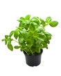 Basil