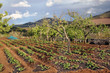 Huerto sembrado de patatas