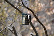 Downy Woodpecker on a Suet Feeder