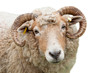 Sheep with horns