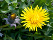 Dandelion Flower
