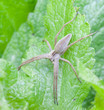Wolf Spider