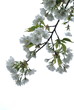 Beautiful White Cherry Blossom