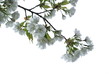 Beautiful White Cherry Blossom