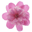 peony