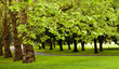 Maple trees