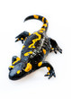 Fire Salamander(Salamandra salamandra)