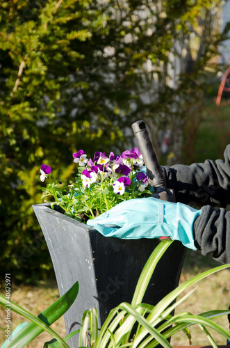 Photo: Planting pansy Planting pansy