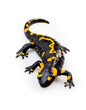 Fire Salamander(Salamandra salamandra)