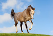 arab horse in field