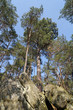 Pins et rochers, forêt de fontainebleau