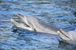 Delphin Kopf