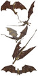 Brown Dragon