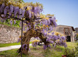 Albero di glicine