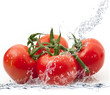pomodori splash