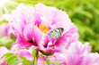 Sonniger Bauerngarten