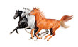 three horses isolated on white