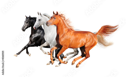Photo: three horses isolated on white three horses isolated on white