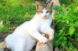 a cat lying on log wood in the garden a cat lying on log wood in the garden