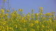 Mustard field, Lesser Poland
