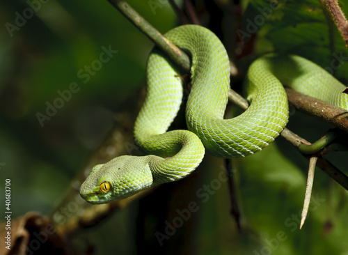 Photo: Green snake in rain forest Green snake in rain forest