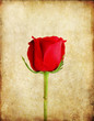 Red rose on old grunge paper background Red rose on old grunge paper background