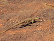 Photo: australian goanna australian goanna