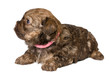 Photo en ligne au meilleur prix Puppy colored lapdog
