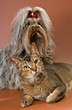Photo en ligne au meilleur prix Bolonka Zwetna and cat  in studio