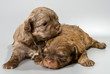 Photo en ligne au meilleur prix Puppies colored lapdog