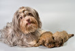Photo en ligne au meilleur prix Bolonka zwetna with its puppies