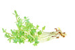 Photo: Isolated Garden Cress Sprouts Isolated Garden Cress Sprouts