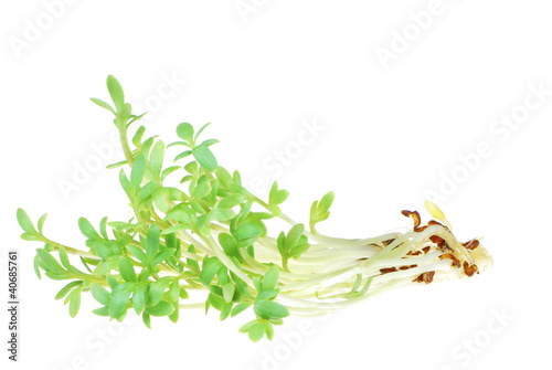 Photo: Isolated Garden Cress Sprouts Isolated Garden Cress Sprouts