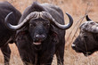 Grazing buffalo in  closeup