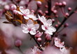 Kirschblüten
