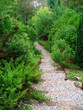 Walk path in the garden