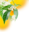 Orange and flower growing
