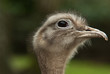 funny ostrich head - Portrait