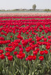 Flowers in Holland