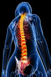 Female spine anatomy Female spine anatomy