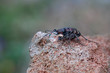 Cicindela hybrida