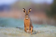 Hare (Lepus europaeus) sitting on frosted grass. Hare (Lepus europaeus) sitting on frosted grass.