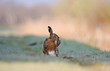 Hare, cleaning it's toes Hare, cleaning it's toes