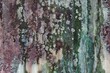 Rust