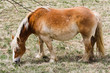 Caballo pastando