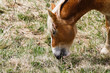 Caballo pastando