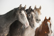 Shagya colts