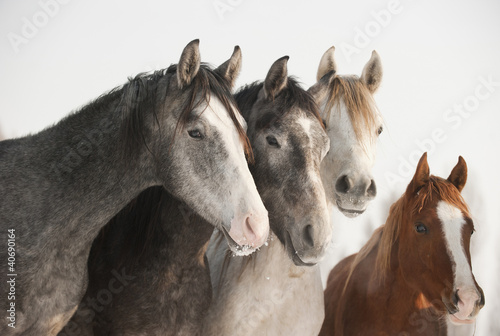 Photo: Shagya colts Shagya colts