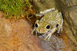 tropical frog sitting in terrarium